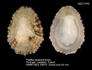 Patella ulyssiponensis